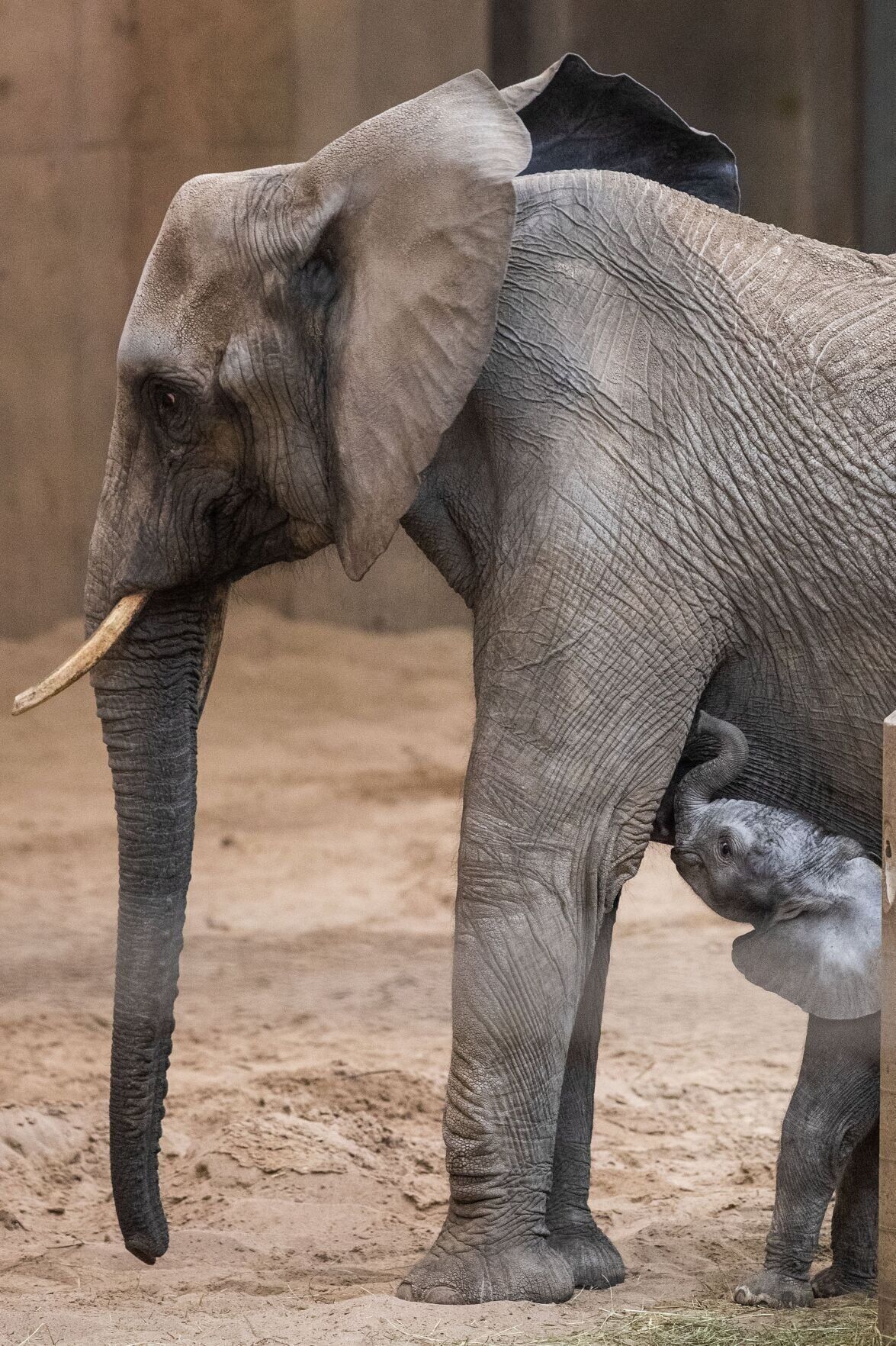 021522-owh-new-elephants-pic-cm014